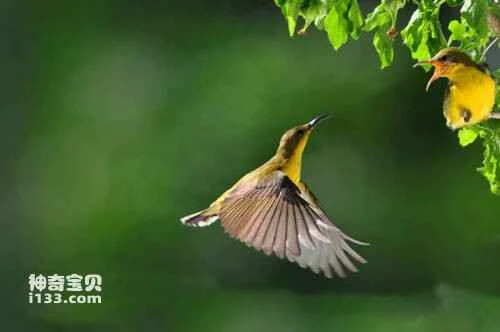 Yellow-bellied Hummingbird, *Phaethornis subochraceus*, Buff-bellied Hermit