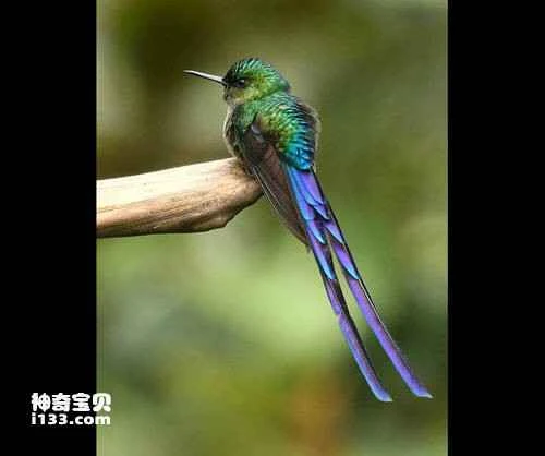 Glossy-breasted Hummingbird, Aglaeactis castelnaudii