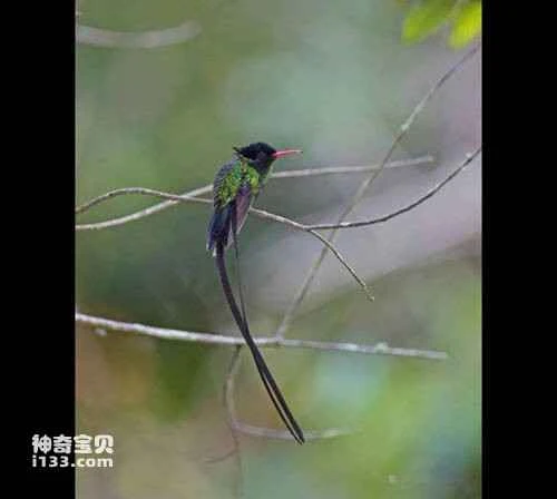 Red-billed Azurecrown (Agyrtria cyanocephala)