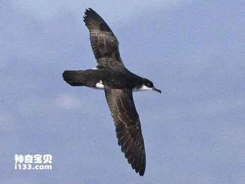 Hawaiian Shearling, *Puffinus newelli*, Newell's Shearwater