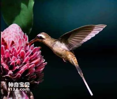 Dark-throated Hummingbird, *Phaethornis squalidus*, Dusky-throated Hermit