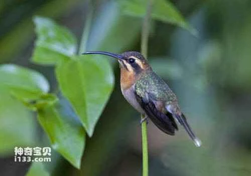 Jiyin hummingbird,Phaethornis idaliae, Minute Hermit