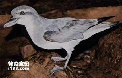 Broad-billed Prion (Pachyptila vittata)