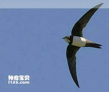 Berlioz's Swift, Apus berliozi