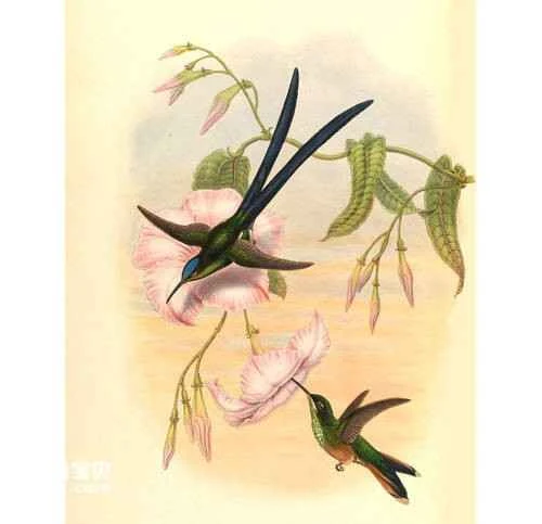 Scissor-tailed Hummingbird,Hylonympha macrocerca, Doricha enicura, Scissor-tailed Hummingbird