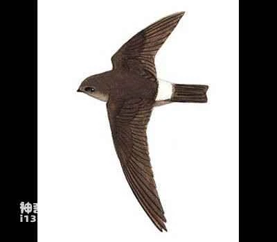 Great swiftlet, black nest swiftlet, Aerodramus maximus