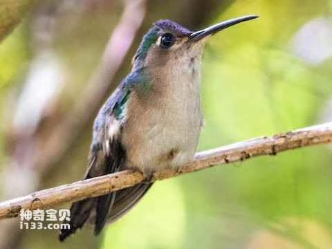 Long-tailed Sabrewing