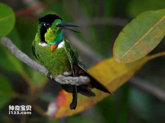 Makeup-faced hummingbird, Augastes lumachellus, Hooded Visor-bearer