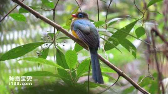 Sumatran Trogon, Harpactes mackloti