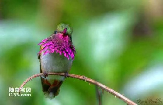 Mexican Woodnymph (Thalurania ridgwayi)