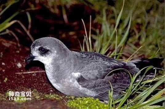 Pterodroma inexpectata, Mottled Petrel