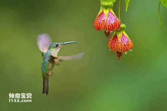 Green-spotted Hummingbird, Leucippus chlorocercus, Olive-spotted Hummingbird