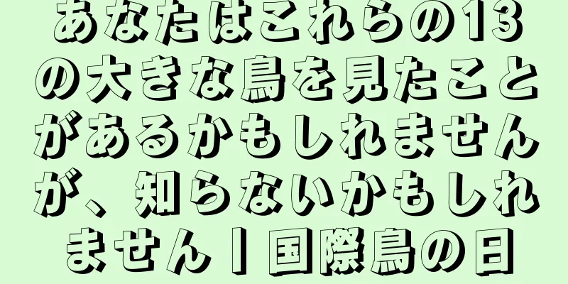 あなたはこれらの13の大きな鳥を見たことがあるかもしれませんが、知らないかもしれません丨国際鳥の日
