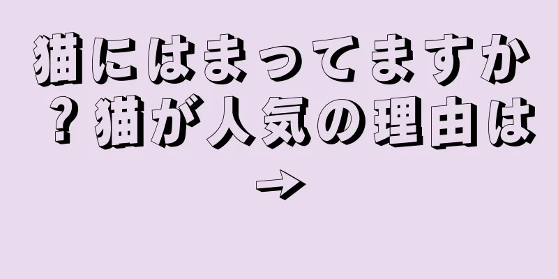猫にはまってますか？猫が人気の理由は→