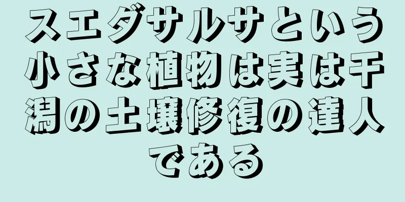スエダサルサという小さな植物は実は干潟の土壌修復の達人である