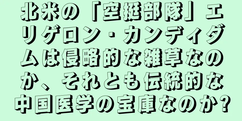北米の「空挺部隊」エリゲロン・カンディダムは侵略的な雑草なのか、それとも伝統的な中国医学の宝庫なのか?