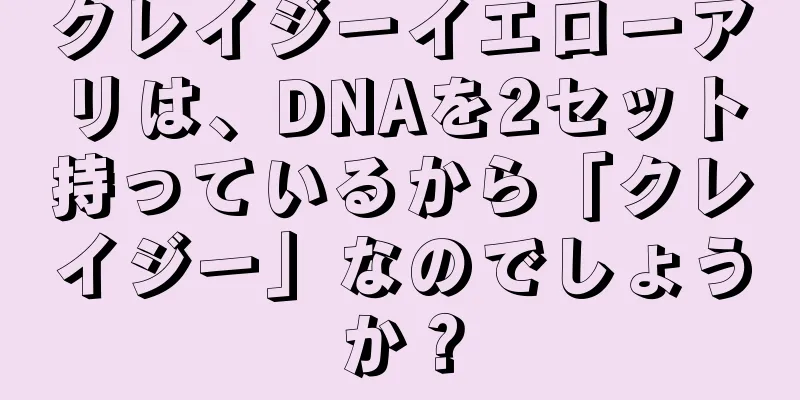 クレイジーイエローアリは、DNAを2セット持っているから「クレイジー」なのでしょうか？