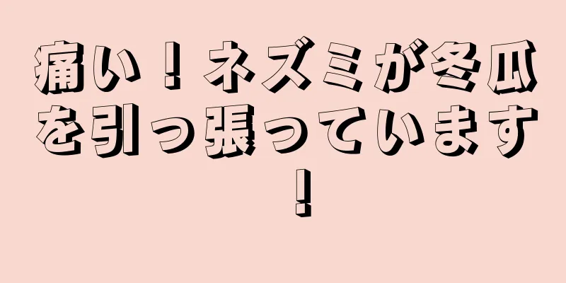 痛い！ネズミが冬瓜を引っ張っています！